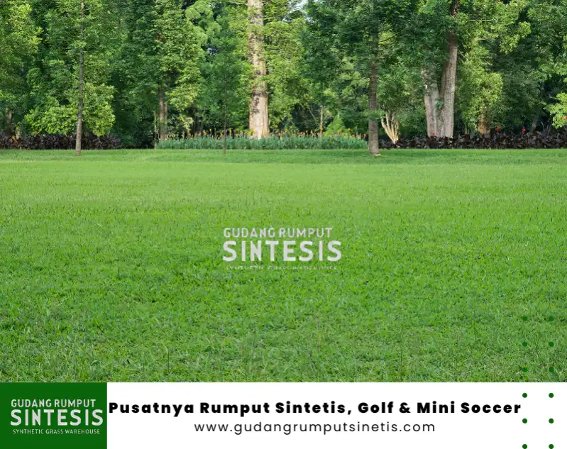 rumput tahan panas